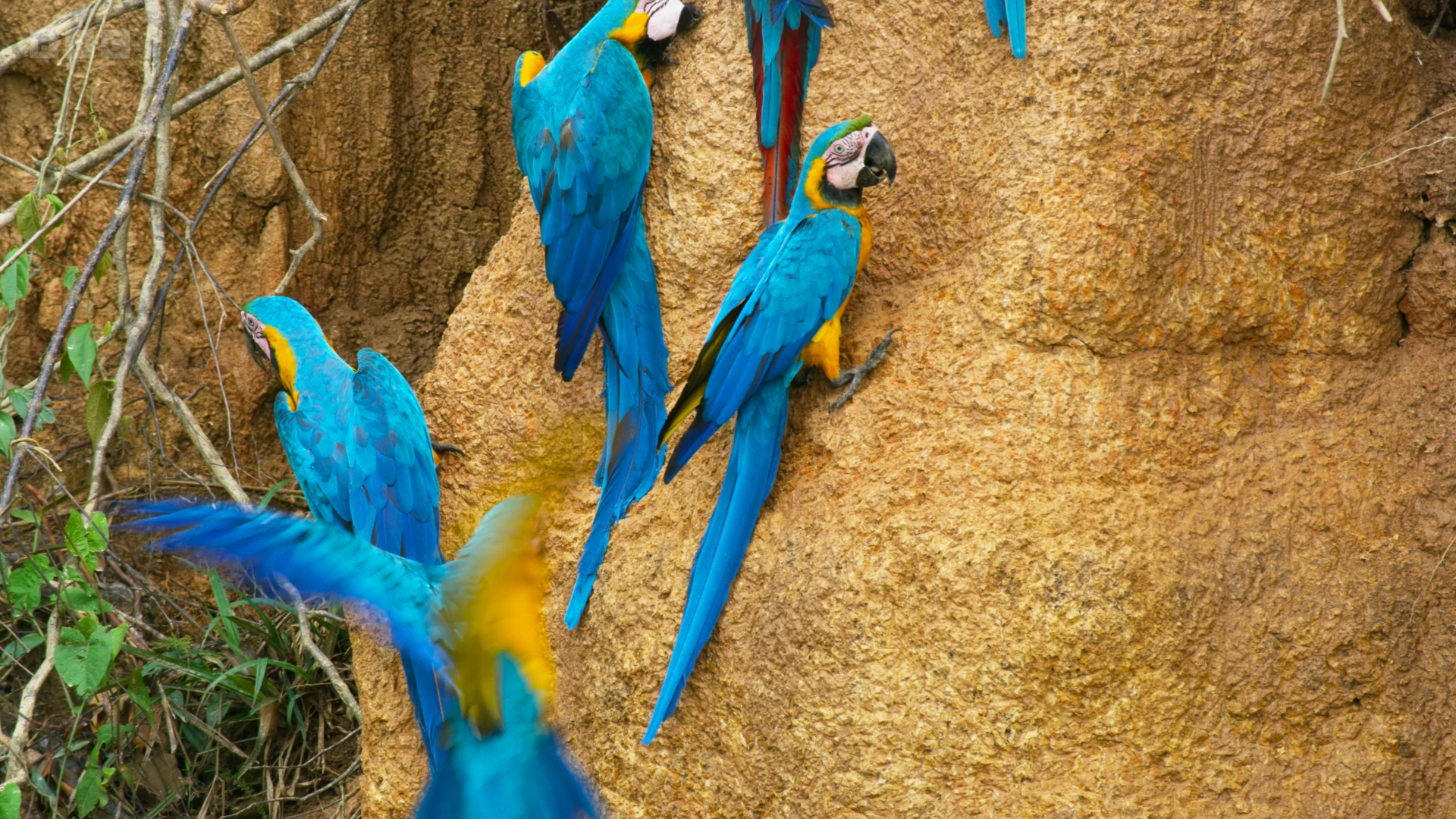 Blue-and-yellow macaw (Ara ararauna) as shown in Seven Worlds, One Planet - South America